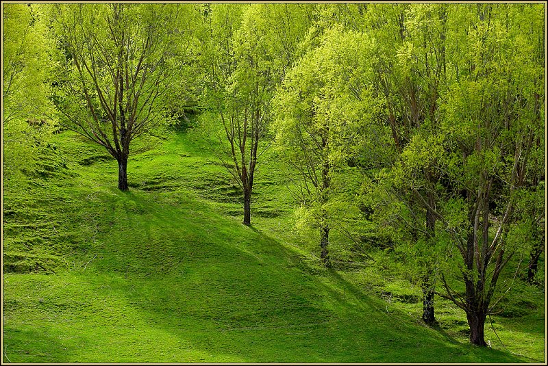 WV8X1060.jpg - Spring on the East Coast of North Island, Lake Waikeremoana, New Zealand