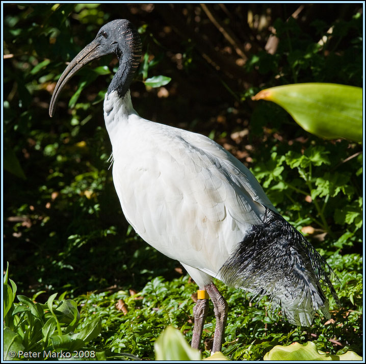 WV8X6903.jpg - Botanical gardens, Sydney, Australia