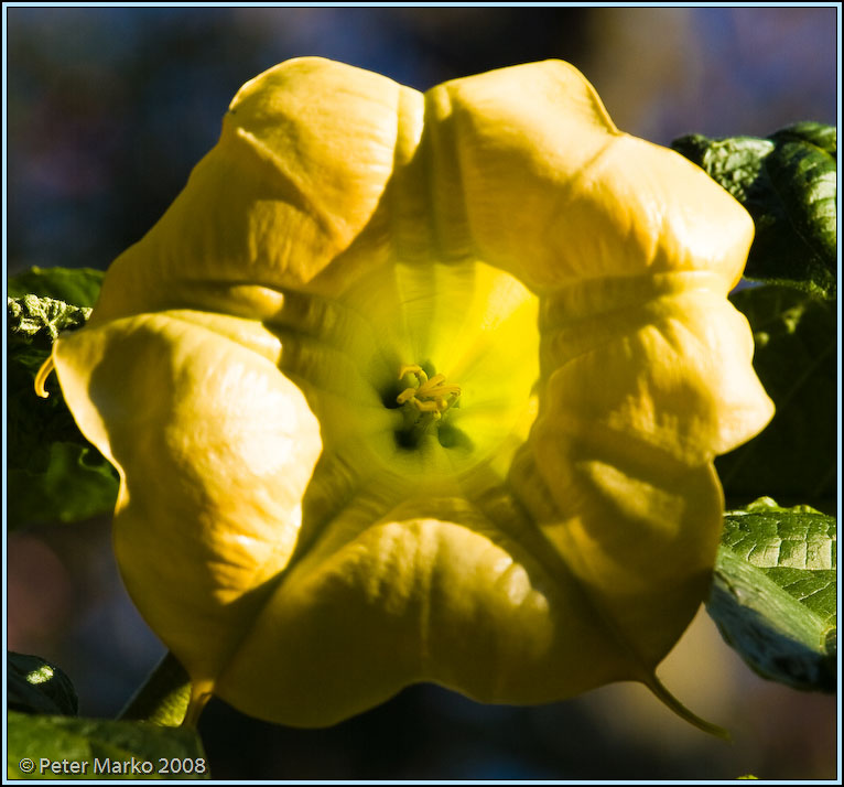 WV8X6995.jpg - Flower, Botanical Gardens, Australia