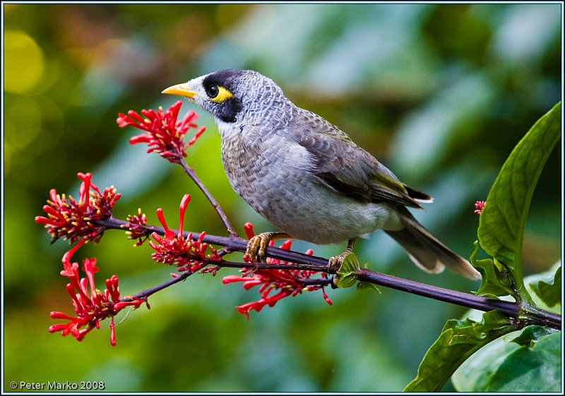 WV8X7027.jpg - Bird, Botanical Gardens, Sydney, Australia.