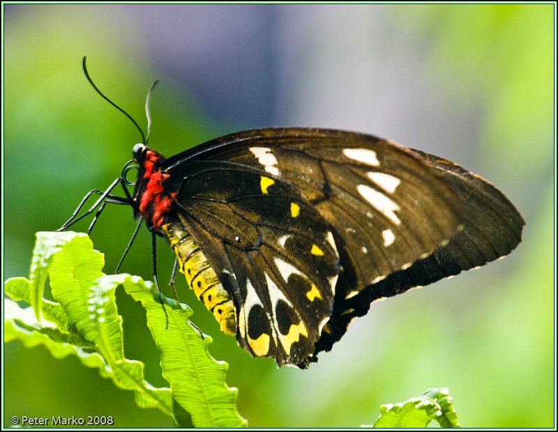 WV8X8270.jpg - Butterflies, Sydney, Australia.