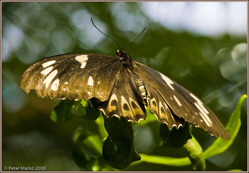 WV8X8279.jpg - Butterflies, Sydney, Australia.