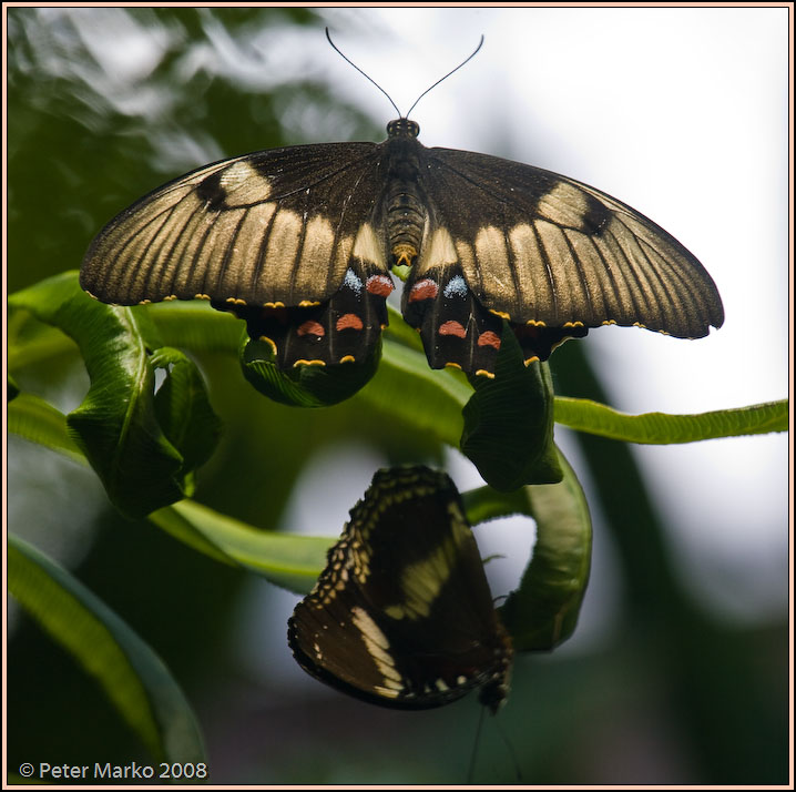 WV8X8280.jpg - Butterflies, Sydney, Australia.