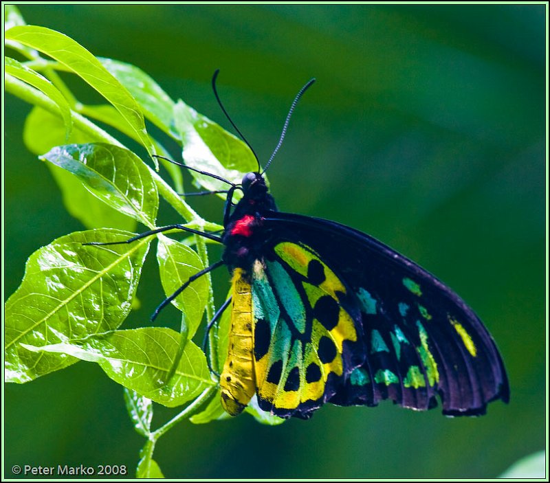 WV8X8281.jpg - Butterflies, Sydney, Australia.