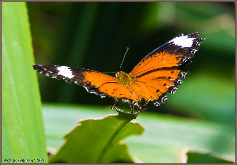 WV8X8284.jpg - Butterflies, Sydney, Australia.