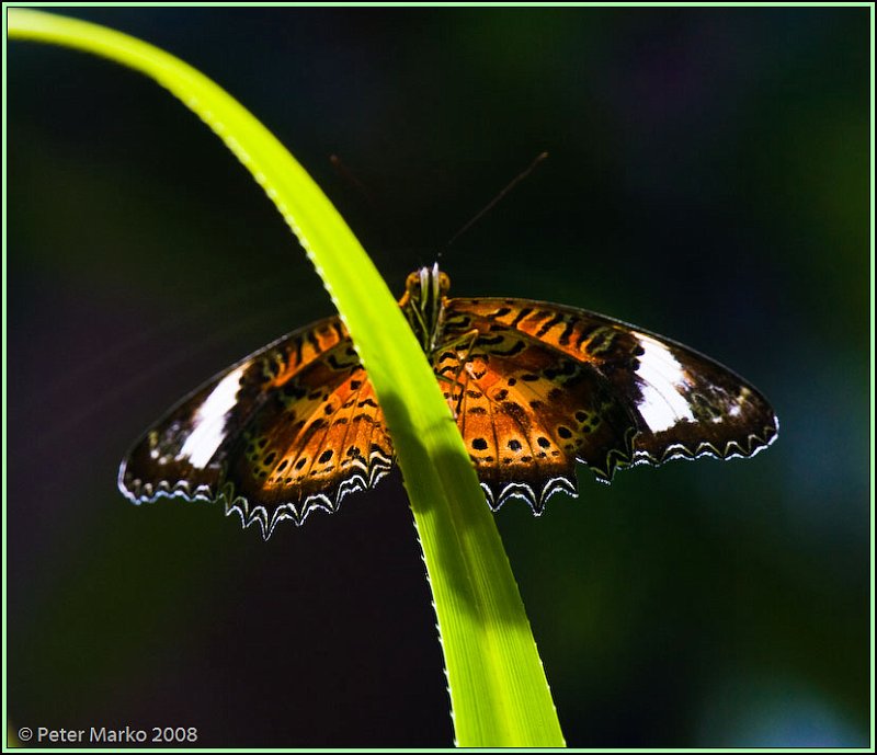 WV8X8286.jpg - Butterflies, Sydney, Australia.