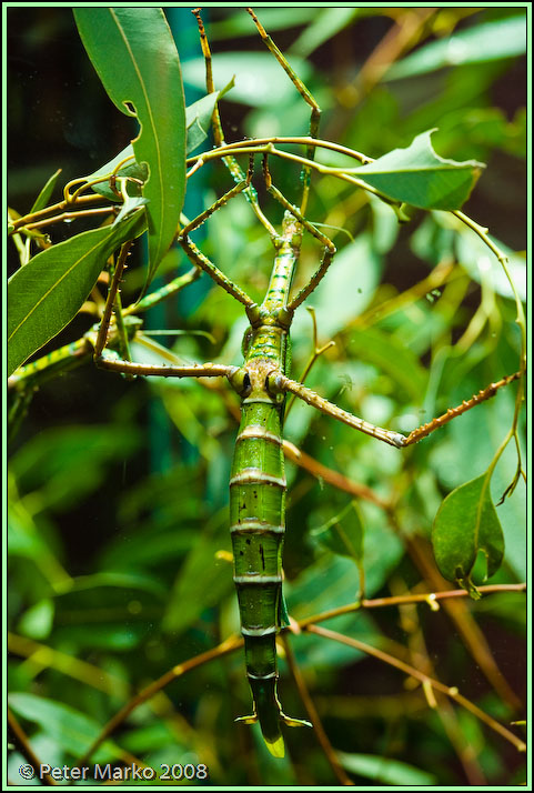 WV8X8292.jpg - Australian fauna. Sydney, Australia.