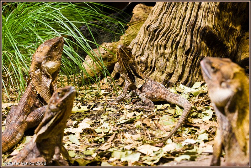 WV8X8430.jpg - Australian reptiles, Sydney, Australia.