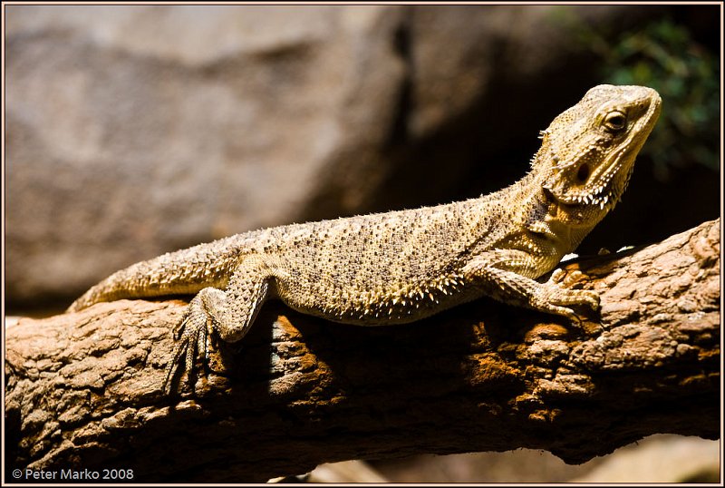 WV8X8441.jpg - Australian reptiles, Sydney, Australia.