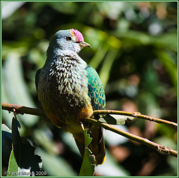 WV8X8456.jpg - Australian birds, Sydney, Australia.