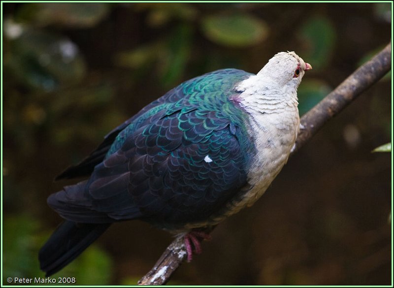 WV8X8467.jpg - Australian birds, Sydney, Australia.