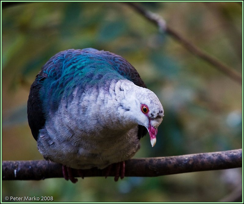 WV8X8470.jpg - Australian birds, Sydney, Australia.