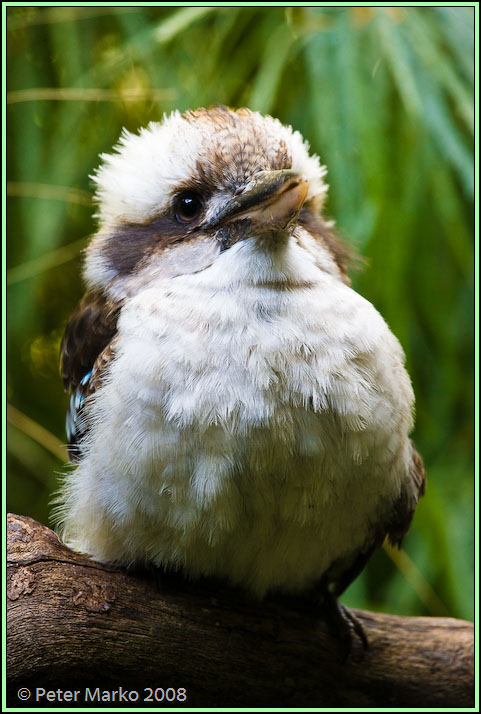 WV8X8502.jpg - Australian birds, Sydney, Australia.