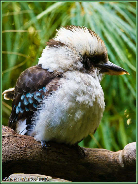 WV8X8503.jpg - Australian birds, Sydney, Australia.