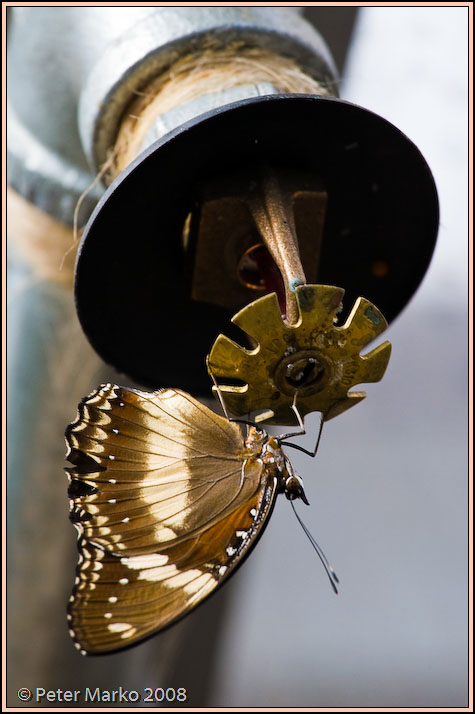 WV8X8549.jpg - Butterflies, Sydney, Australia.