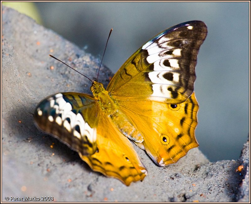 WV8X8554.jpg - Butterflies, Sydney, Australia.