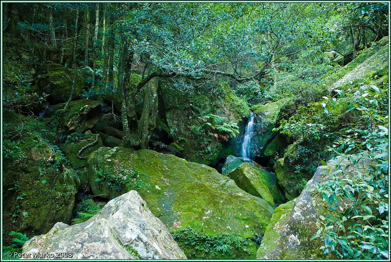 WV8X8869.jpg - Lower Plateau near Katoomba, Blue Mountains, Australia.