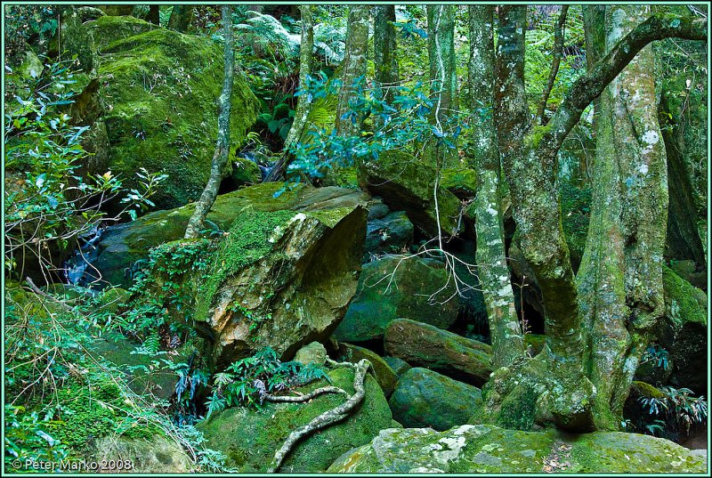 WV8X8878.jpg - Trees and stream, Blue Mountains, Australia.