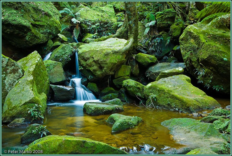 WV8X8938.jpg - Stream and moss, Blue Mountains, Australia.