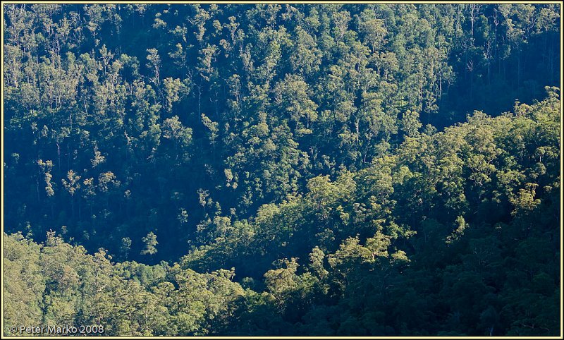 WV8X8670.jpg - Eucalyptus vegetation, Blue Mountains, Australia