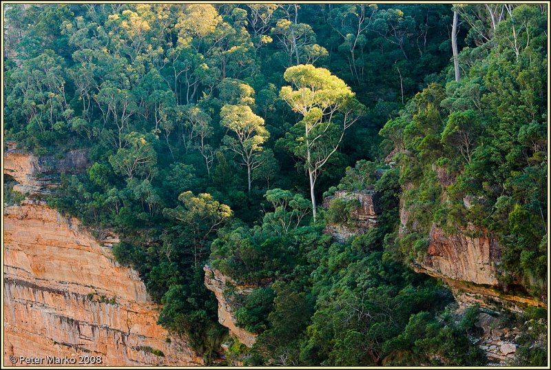 WV8X8671.jpg - Trees above cliffs, Blue Mountains, Australia