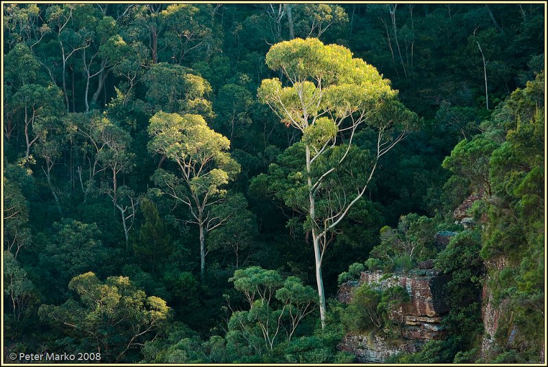 WV8X8672.jpg - Sunslit tree, Blue Mountains, Australia