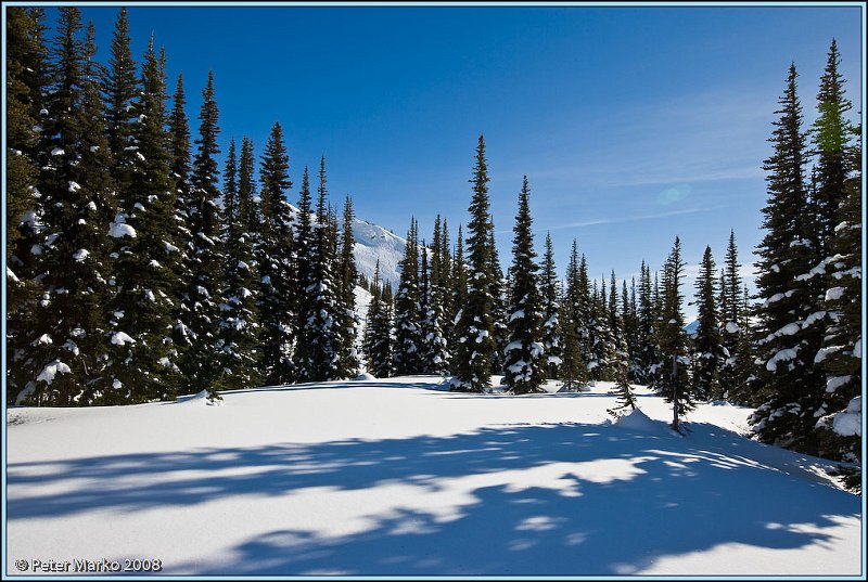 WV8X3938.jpg - Fresh powder, 7th Heaven, Whistler, Canada.