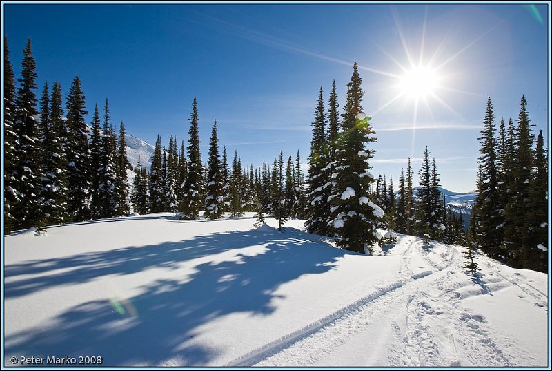 WV8X3942.jpg - Fresh powder, 7th Heaven, Whistler, Canada.