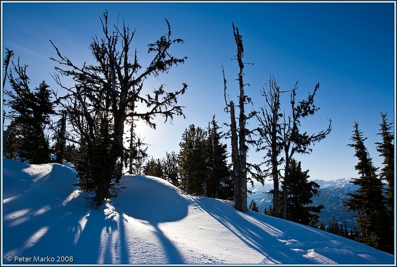 WV8X3994.jpg - Trees, Whistler, Canada.