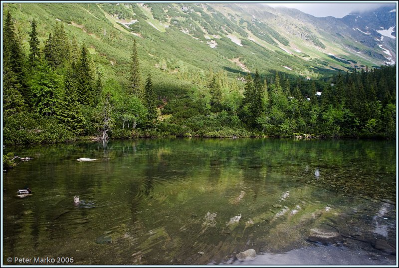 WV8X0440.jpg - Ducks in Rohacske Pleso, Slovakia, Europe