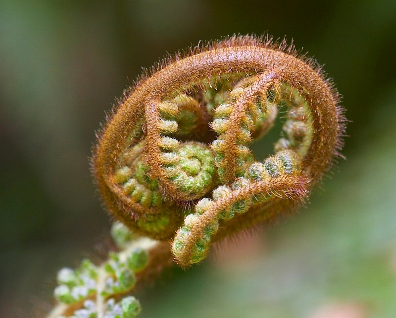 IMG_4939.jpg - Fern, New Zealand