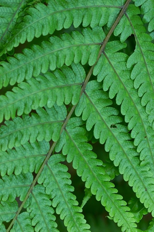 IMG_4942.jpg - Fern, New Zealand