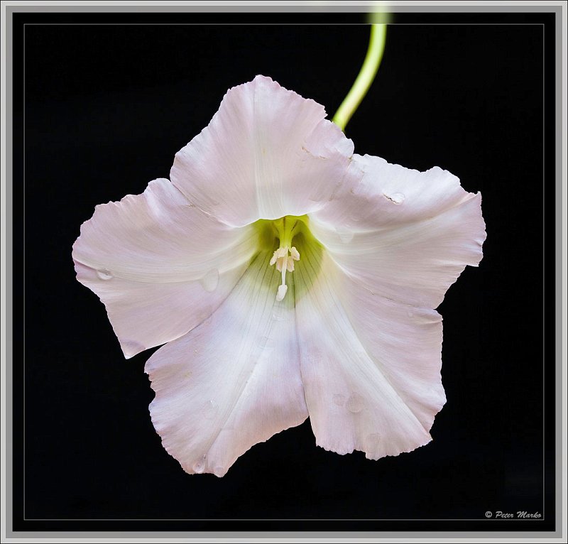 IMG_9740_3.jpg - White flower on black background.