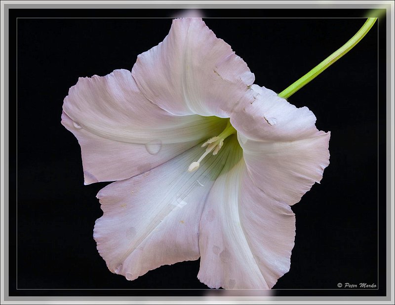 IMG_9750_helicon.jpg - White flower on black background.