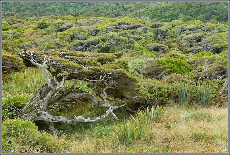 WV8X0019.jpg - Beach vegetation, Catlins, South island