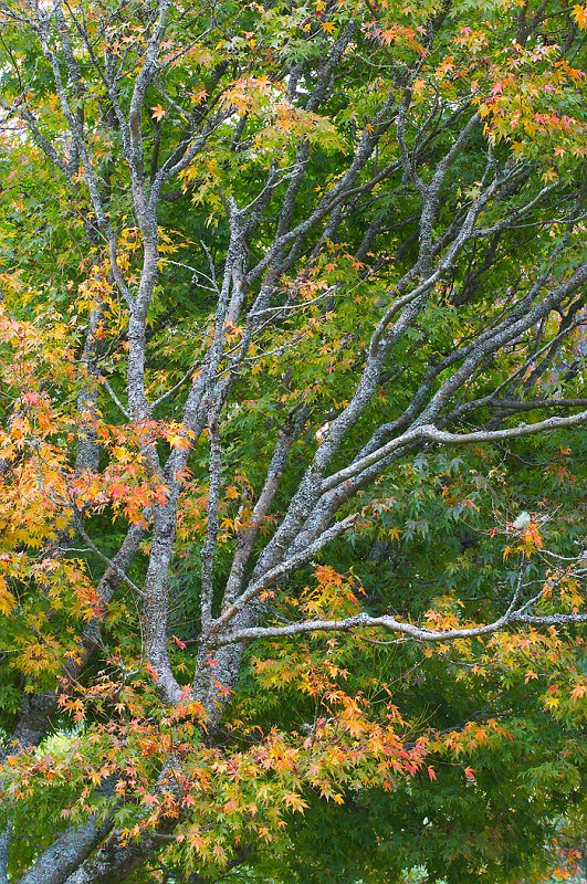 WV8X0878.jpg - Tree in Autumn, Lake Mangamahoe, New Zealand