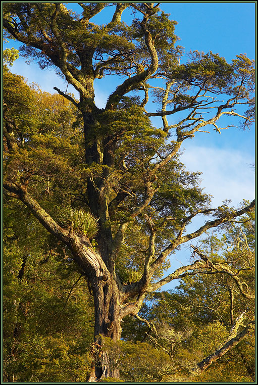 WV8X1770.jpg - Lake Waikeremoana, Te Urewera National Park, New Zealand