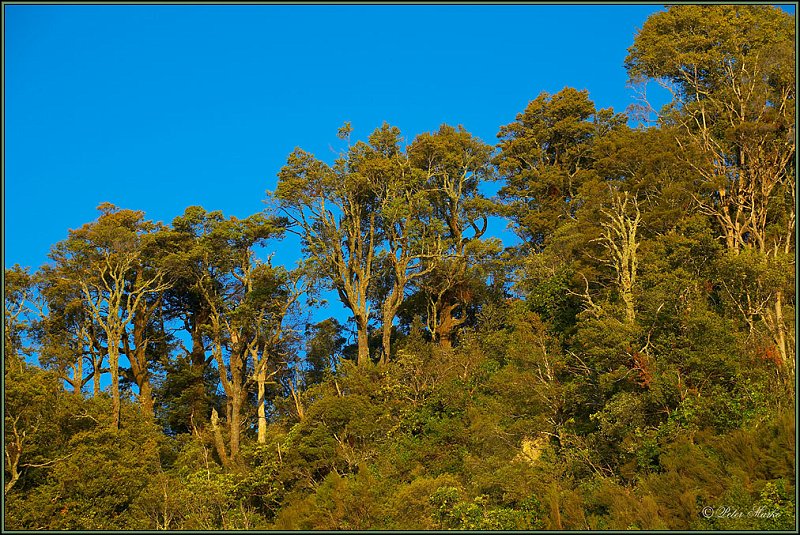 WV8X1794.jpg - Lake Waikeremoana, Te Urewera National Park, New Zealand