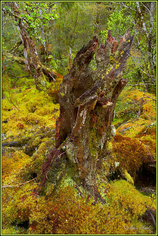 WV8X2708.jpg - Milford Track, Day 2, Fiordland National Park, New Zealand