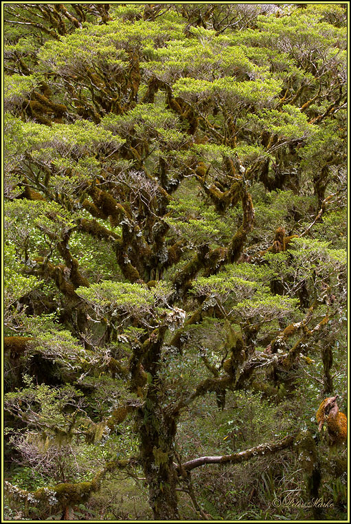 WV8X3070.jpg - Day 3 of Milford Track, Fiorland National Park, South Island, New Zealand