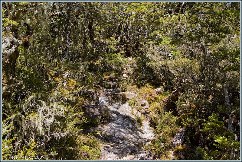 WV8X4948.jpg - Avalanche Peak Trail, Arthurs Pass National Park, New Zealand