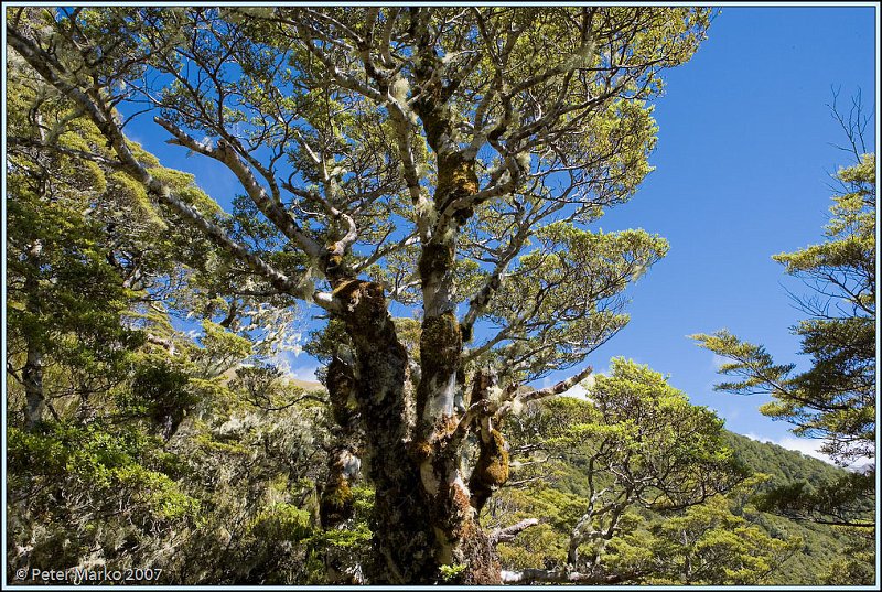 WV8X4949.jpg - Avalanche Peak Trail, Arthurs Pass National Park, New Zealand