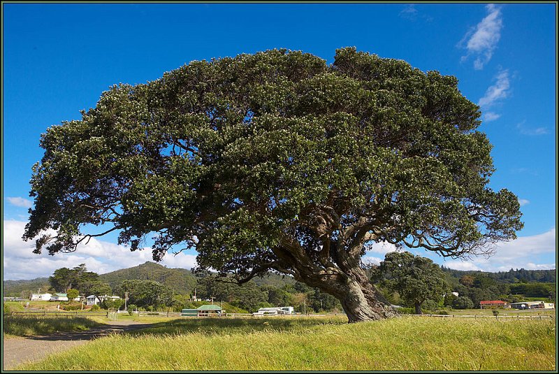 WV8X1395.jpg - East Coast, New Zealand