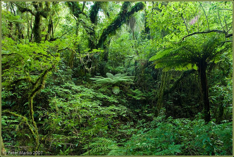 WV8X1187.jpg - Rainforest, Egmont National Park, Taranaki, New Zealand