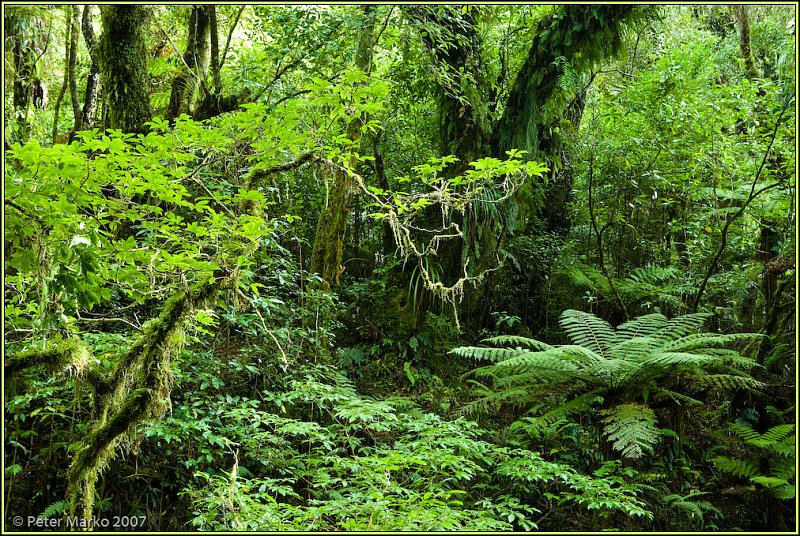 WV8X1188.jpg - Rainforest, Egmont National Park, Taranaki, New Zealand