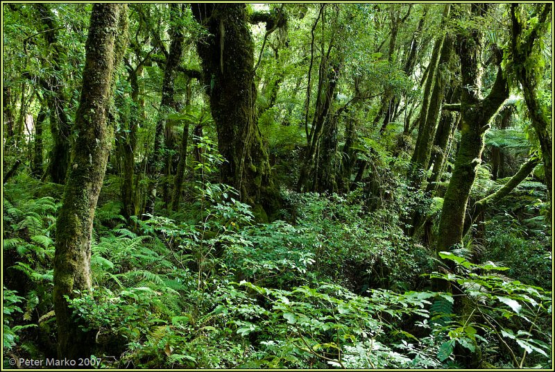 WV8X1192.jpg - Rainforest, Egmont National Park, Taranaki, New Zealand