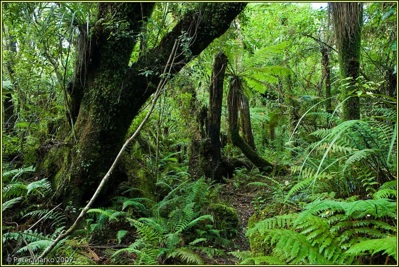 WV8X1228.jpg - Rainforest, Egmont National Park, Taranaki, New Zealand