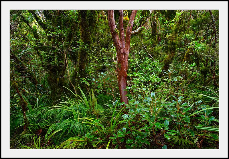 WV8X2829_print.jpg - Rainforest, Egmont National Park, New Zealand