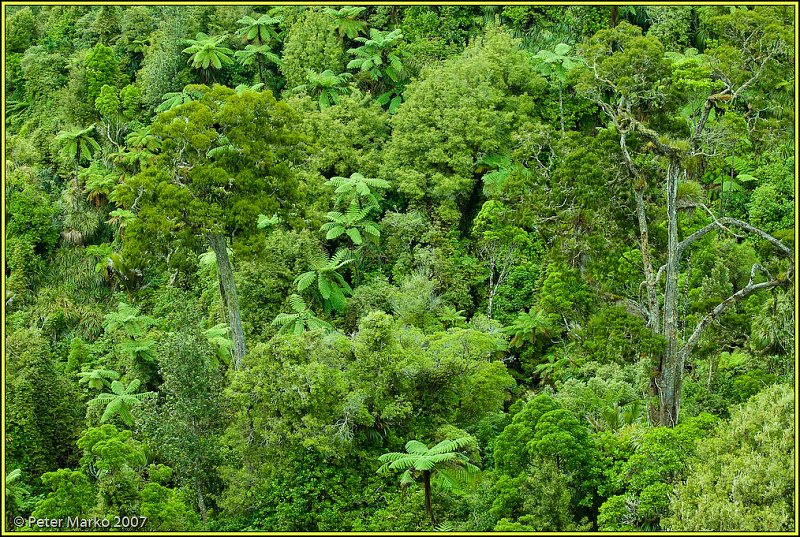 V8X3638.jpg - Rainforest, Bridal Falls Reserve, Waikato, New Zealand