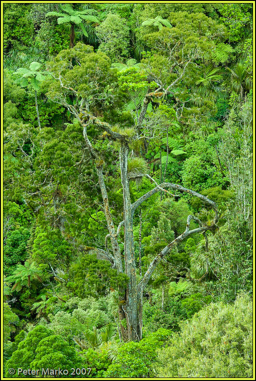 V8X3639.jpg - Rainforest, Bridal Falls Reserve, Waikato, New Zealand